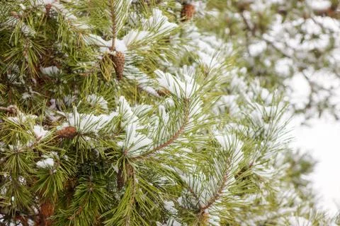 Softwoods under the snow Stock Photos