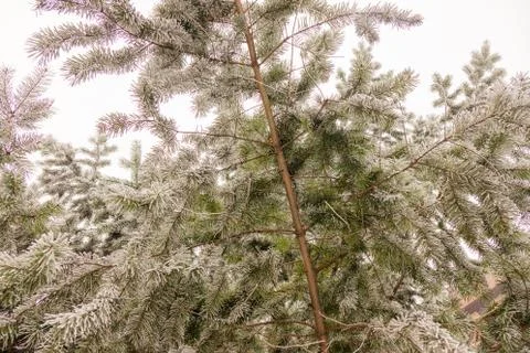 Softwoods under the snow Foto stock