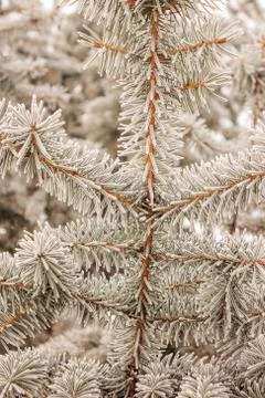 Softwoods under the snow Foto stock