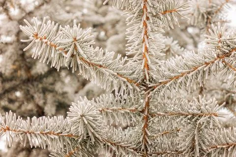 Softwoods under the snow Stock Photos