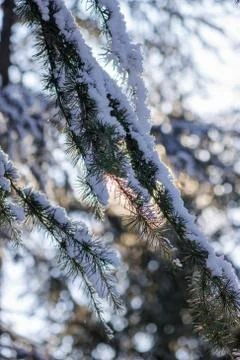 Softwoods under the snow Foto stock