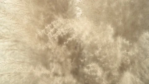 Softy and fluffy beige brown pampas grass, select focus, nature background Stock Footage 193985904