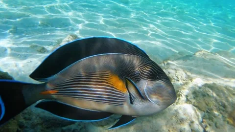 Sohal Surgeonfish, Acanthurus sohal - Red Sea Fish, Coral Reef, Hurghada, Egypt Stockbeeldmateriaal 300613965