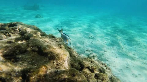 Sohal Surgeonfish, Acanthurus sohal - Red Sea Fish, Coral Reef, Hurghada, Egypt Stock Footage 300614031