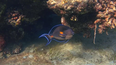 Sohal surgeonfish (Acanthurus sohal), Red Sea. Video footage Stock Footage 301733808