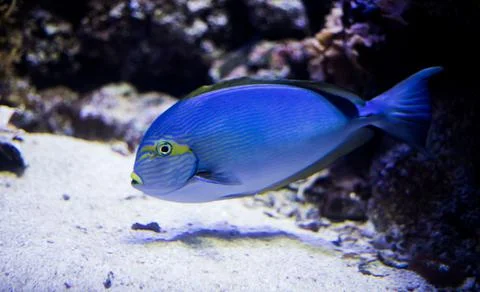 Sohal surgeonfish Foto stock