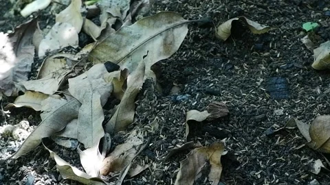 Soil and compost series Stock Footage 190776716