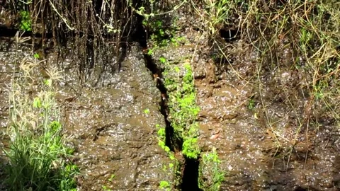 Soil and grass Video stock 154541108