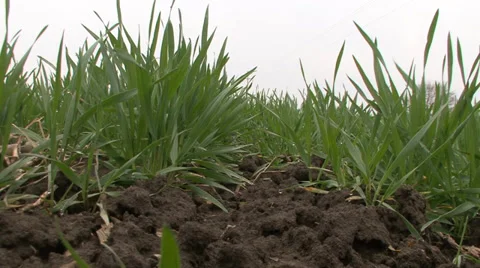 Soil and young wheat Stock Footage 36987122