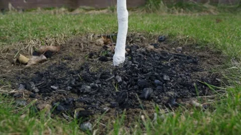 The soil around a young tree is sprinkled with ash, close-up. Fertilizing garden Stock Footage 307269694