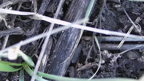 Soil background close-up. Soil close-up. Fertile soil close-up. Видео 316600948