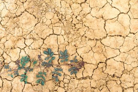 Soil background, pattern with climbing plants Stock Photos