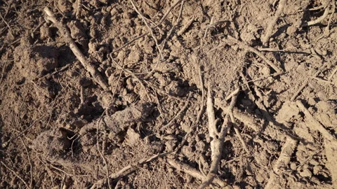 Soil background. Soil with roots in the ground, close-up. Stock Footage 282305451