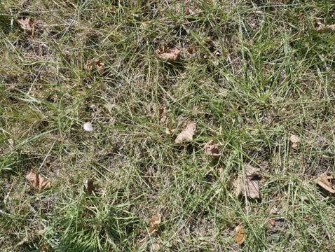 Soil background texture. The concept of the soil with small details. Stock Photos