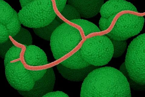 Soil bacteria microscopic 3D illustration closeup Stock Illustration