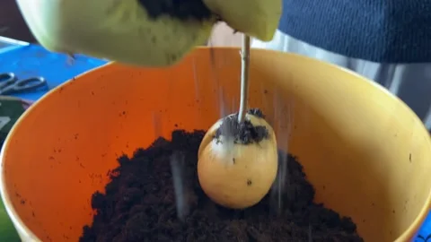 Soil being poured over sprouted avocado seed Stock Footage 149314080