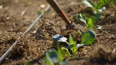 Soil being turned where seedlings are growing. Stock-Footage 88370574