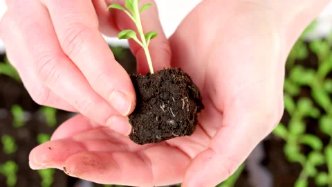 Soil blocking is an eco friendly seed starting method. Video stock 265876136