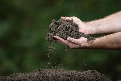 Soil closeup features dirty hands. Gardener holds fertile soil. Dark topsoi.. Stock Photos