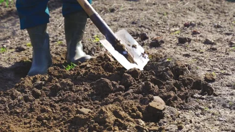 Soil cultivation. The farmer digs the ground with a shovel, develops beds Video stock 238067977