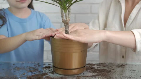 Soil for decor flowers. Stock-Footage 147056537