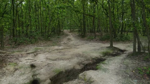 Soil erosion and deep ground cracks on dirt path in dense green forest, dro.. Stock Footage 344694190