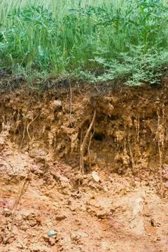 Soil erosion Фото