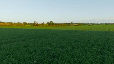 Soil Fertility supporting vigorous cereal crop growth across productive farmland Stock Footage 342805672
