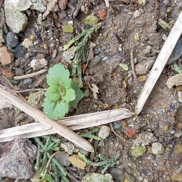 Soil Ground Texture with Small Green Plant Foto stock