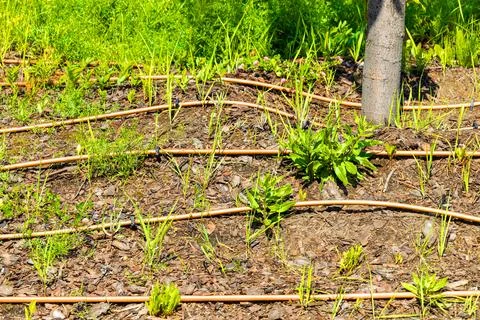 Soil heating system in the park, close-up Stock Photos