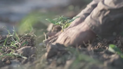 Soil integration and root zone stabilization post-transplant Stock Footage 315972504