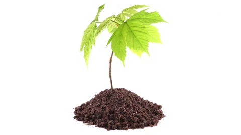 Soil isolated with young Tree on white Background Video stock 195976012