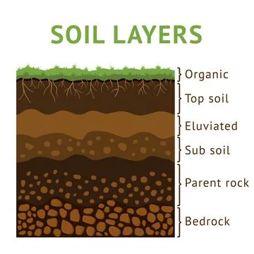 Soil layer section, dirt cross ground. Earth with rock and root plants Stock Illustration