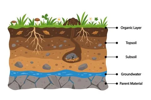 Soil layers diagram, soil layers cross section scheme, vector illustration Stock Illustration
