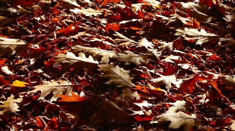 Soil leaves HD Stock Footage 32343864