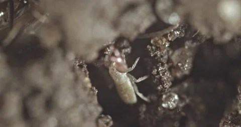 Soil living pseudoscorpion. Stock Footage 143868940