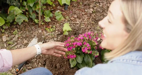 With soil loosened mother digging hole and daughter planting pink bloom to Stock Footage 335453953