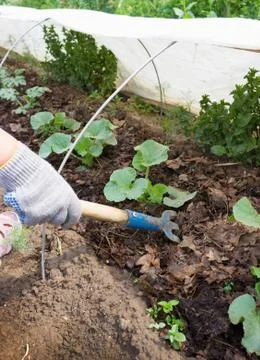 Soil loosening on a vegetable patch Stock Photos