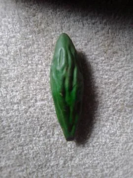 Soil Made Bitter Melon 스톡 사진