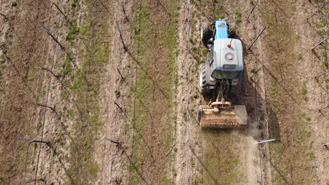 Soil milling between rows of a vineyard with tractor Vídeos de archivo 149181930