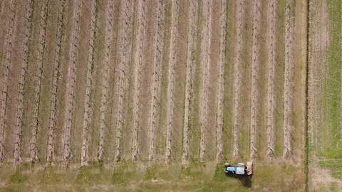 Soil milling between rows of a vineyard with tractor Vídeos de archivo 149212053