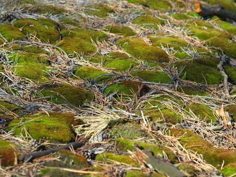 Soil. Moss covered with pine needles. Stock Photos