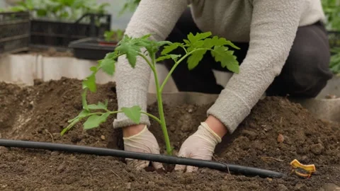 Soil Nurturing Close-up Shot of Farmer Planting Vegetable Seedling Stock Footage 303977601