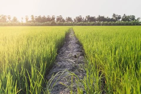 Soil path between rice fields Stock Photos