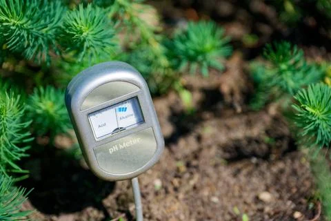 Soil pH meter inserted in ground near young pine tree Stock Photos