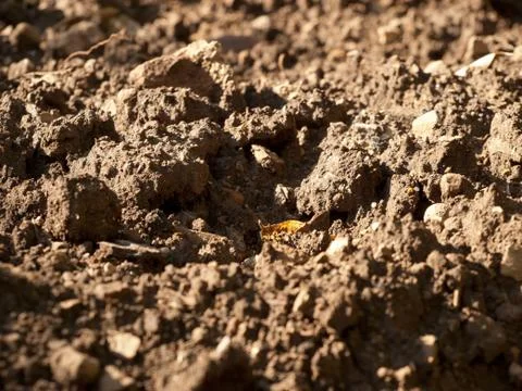 Soil Stock Photos