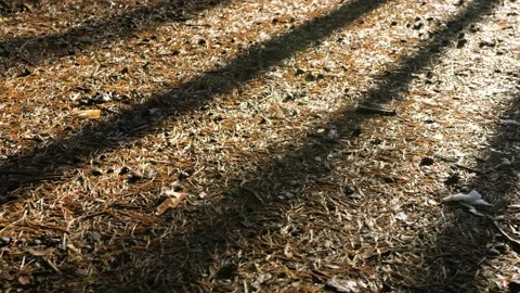 The soil in a pine forest covered with yellow needles, cones and sticks Stock Footage 166124152