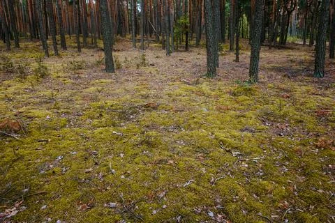 Soil in pine forest during summer time Stock Photos