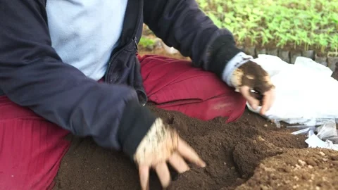 Soil for plant seedlings Video stock 273931350