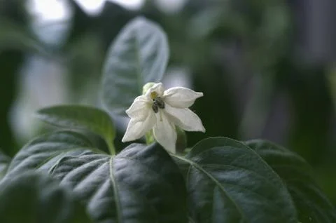 The soil in the pot for planting Stock Photos